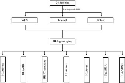 Benchmarking the Human Leukocyte Antigen Typing Performance of Three Assays and Seven Next-Generation Sequencing-Based Algorithms